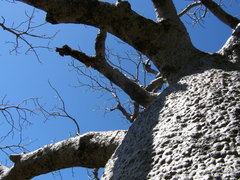 Adansonia gregorii
