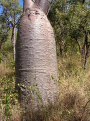 Adansonia gregorii