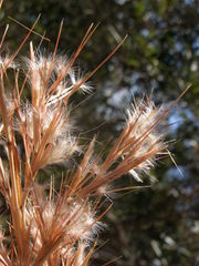 Cymbopogon bombycinus