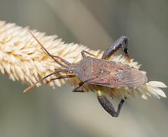 Amorbini