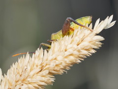 Amorbini