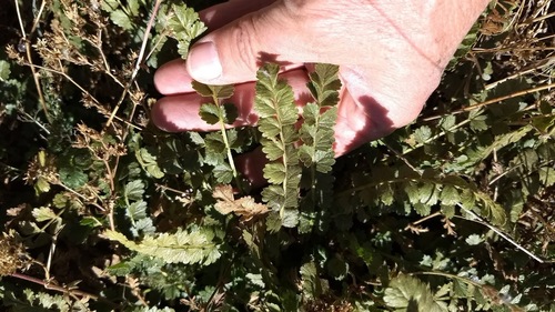 Horkelia clevelandii var. clevelandii