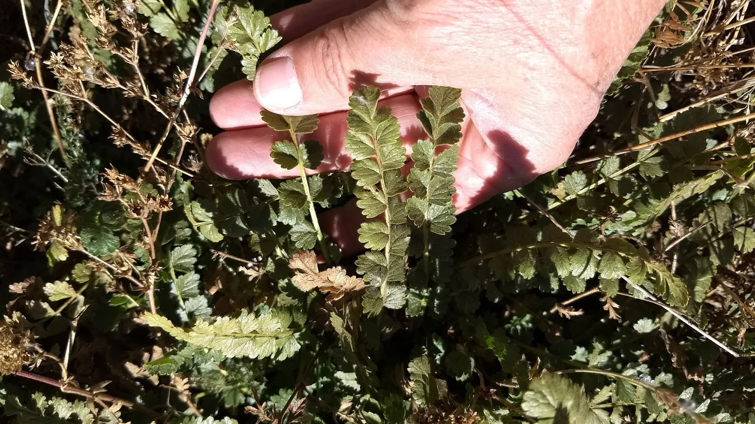 Horkelia clevelandii var. clevelandii