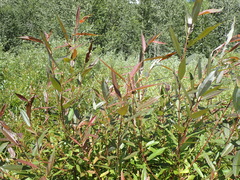 Salix prolixa