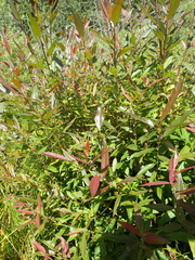 Salix prolixa