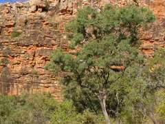 Eucalyptus tectifica