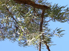 Eucalyptus tectifica