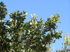 Eucalyptus tectifica