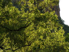 Eucalyptus tectifica