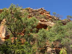 Eucalyptus tectifica