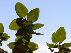 Ficus platypoda