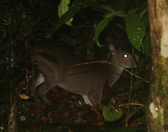 Philantomba maxwellii