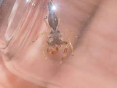 Indopadilla vimedaba