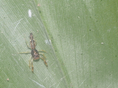 Indopadilla vimedaba