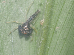 Indopadilla vimedaba