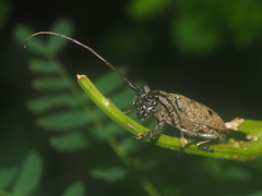 Pelargoderus bipunctatus