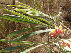 Grevillea refracta