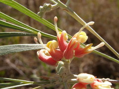 Grevillea refracta