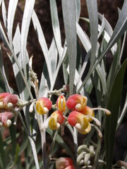 Grevillea refracta