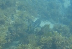Notolabrus parilus