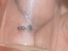 Emertonius exasperans