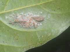 Emertonius exasperans