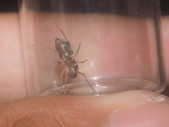 Emertonius exasperans