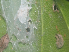 Indopadilla vimedaba