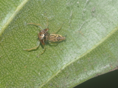 Indopadilla vimedaba