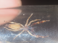 Indopadilla vimedaba