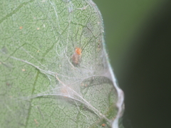 Anaxibia pictithorax