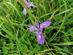 Moraea sisyrinchium