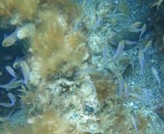 Pempheris klunzingeri