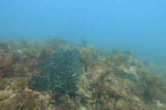 Psammocinia
