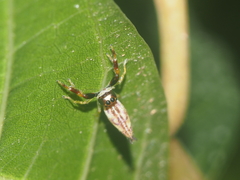 Indopadilla vimedaba