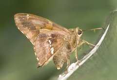 Epargyreus tmolis