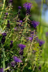 Muscari comosum