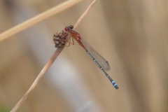 Xanthagrion erythroneurum