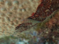 Cochleoceps bicolor