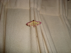 Cadarena pudoraria