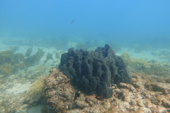 Psammocinia