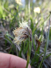 Carex nigricans