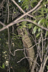 Lepidozamia peroffskyana