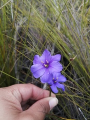 Aristea juncifolia