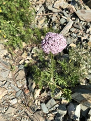 Valeriana alternifolia