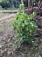 Capsicum annuum annuum