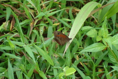 Cassionympha cassius