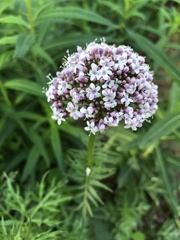 Valeriana alternifolia