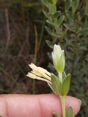 Gnidia anomala