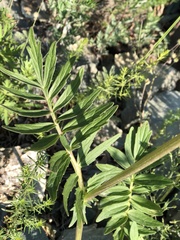 Valeriana alternifolia